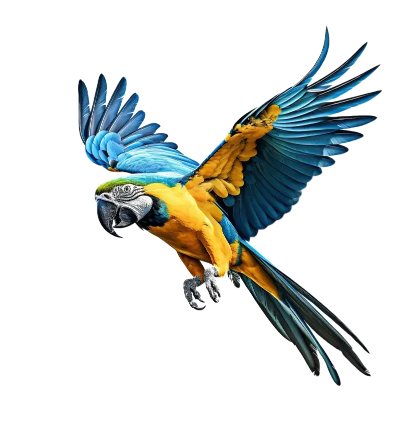Arara-canindé de asas abertas em pleno voo, com penas azuis e douradas