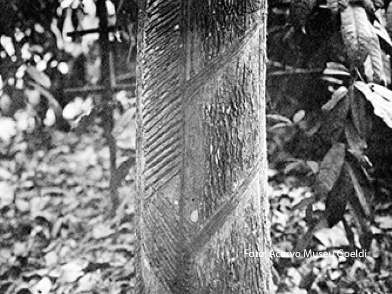 Infância entre Manaus e os seringais · 1926